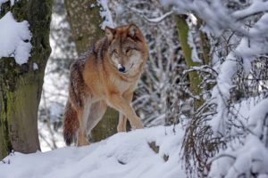 Wolfsabschuss zum Herdenschutz: Kaum wissenschaftliche Belege