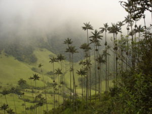 Kolumbien: die Farc ist weg, der Wald bald auch