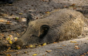 Verstrahlte Schweine – das Erbe von Tschernobyl