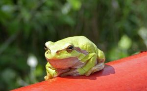 Der Laubfrosch und sein Siedlungsproblem in der Schweiz