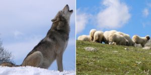 Die Walliser Wolf-Rebellen proben den Aufstand