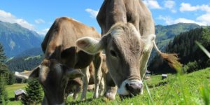 Lauterkeitskommission prüft Milch-Werbung