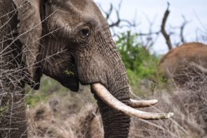 Jagd auf Elefanten führt zu Veränderungen im Genpool