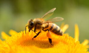 Pestizidforschung: Cocktaileffekt tötet auch Bienen 