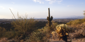 Arizona: die Wüste, das Wasser – und immer mehr Menschen