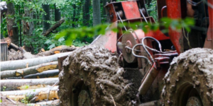 Rumäniens Holzmafia holzt die letzten Urwälder ab