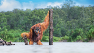 Goldgewinner beim World Nature Photography Award