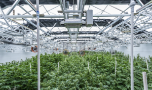 Die UBS gehorcht dem US-Cannabis-Verbot