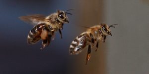 Mobilfunkstrahlung kann Bienen schaden