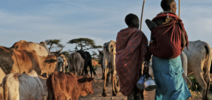 Kenia verliert wegen Schwindel mit CO2-Zertifikaten Weideland