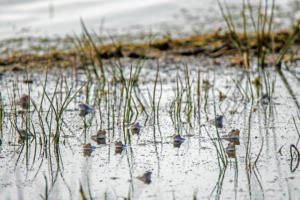 Die Erde verliert ständig wertvolle Feuchtbiotope