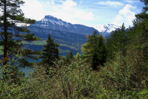 Wald- und Welt-Visionen mit mehr Raum für Wildnis