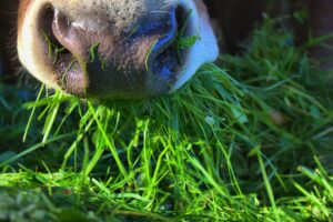 Landwirtschaft ohne Soja und Mais ginge auch