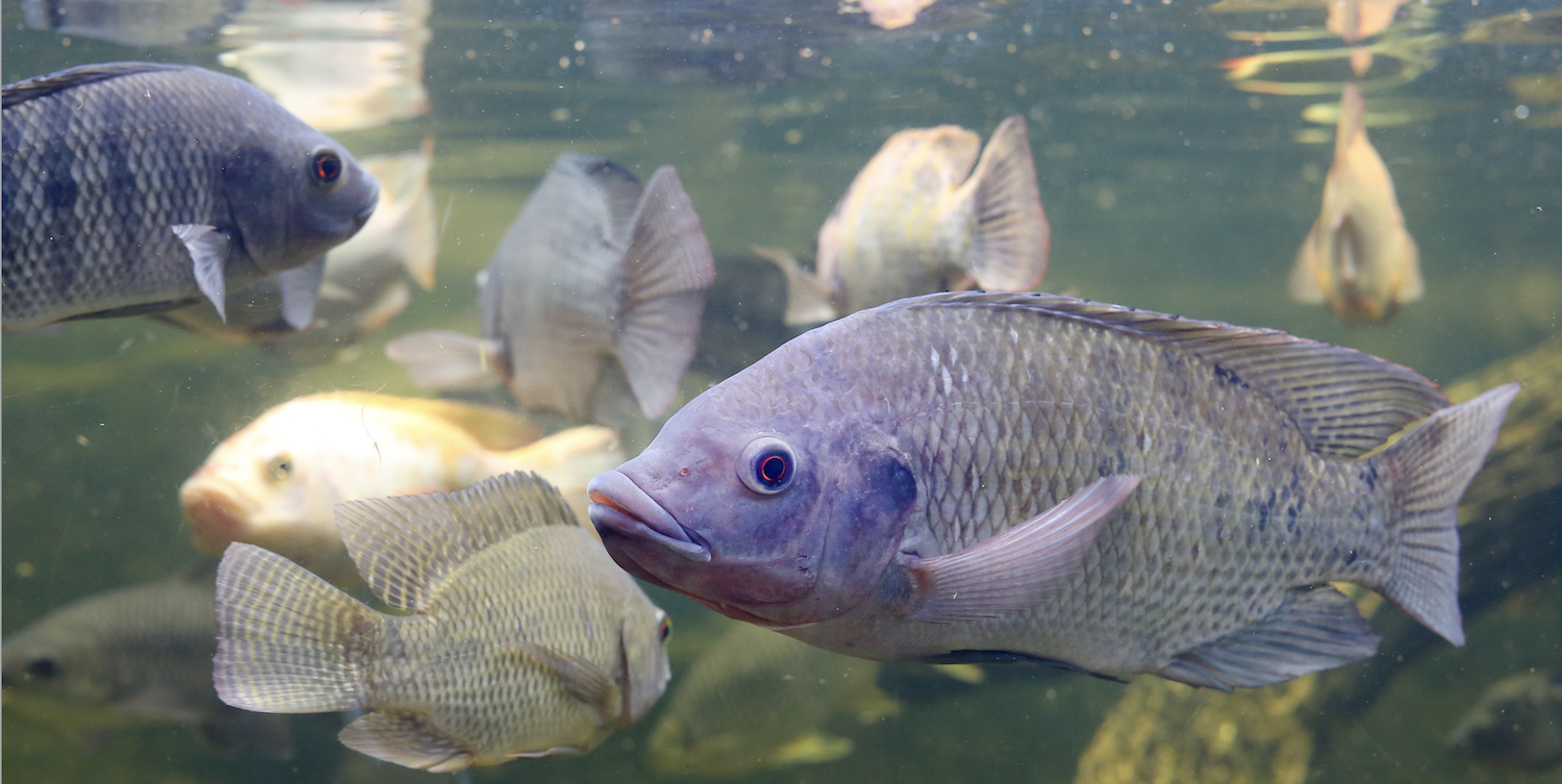Der Tilapia-Fisch eignet sich für eine Aquakultur. civic