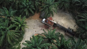 Armutslöhne auf Palmölplantagen in Malaysia