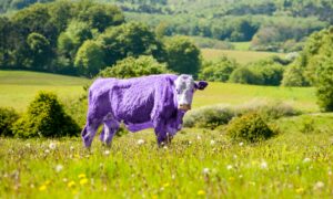 Dänemark: Erste «Kuhsteuer» für Landwirte