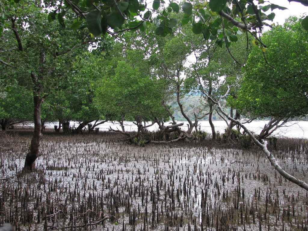 Pneumatophore_aerial_roots_in_mature_mangrove_and_mudflats_at_Tibar,_and_extensive_mature_mangrove_patch_(8-10_m_tall)_Dili_Timor-Leste_2