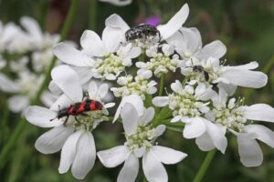 Unlautere Argumente gegen die Biodiversitäts-Initiative 