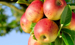 Mit Wachstumshormonen zum «perfekten» Apfel