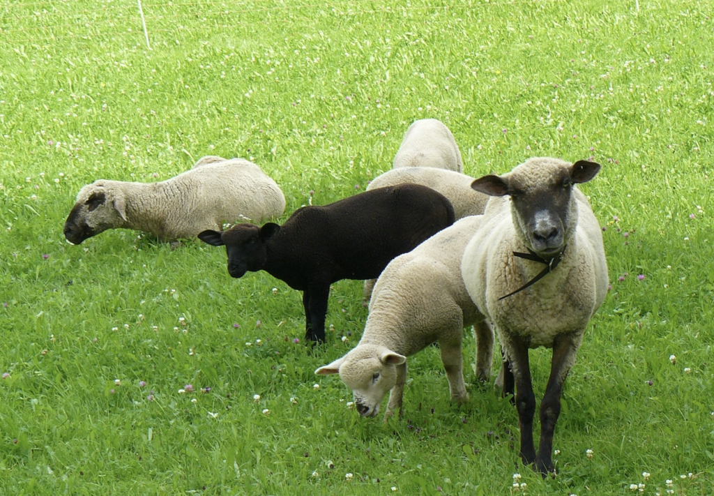 Weide-Lammfleisch