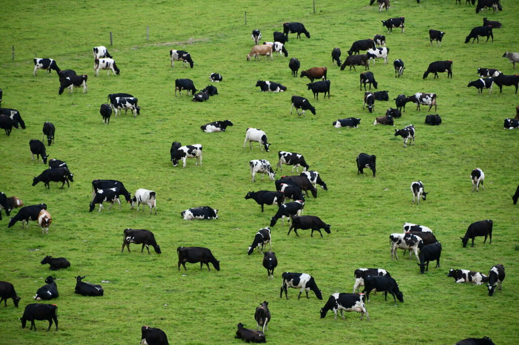 cow-green-grazing-herd-grassland-pasture-1582925-pxhere.com