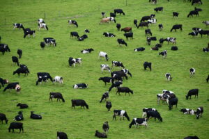 PFAS: Viele Weiden und Ackerflächen sind belastet