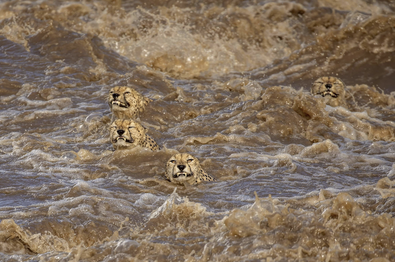 Geparden im reissenden Fluss