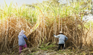 Bittere Arbeit auf Indiens Zuckerplantagen