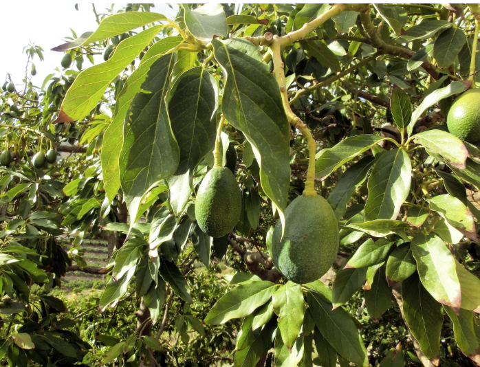 Avocado-Plantage FRONT