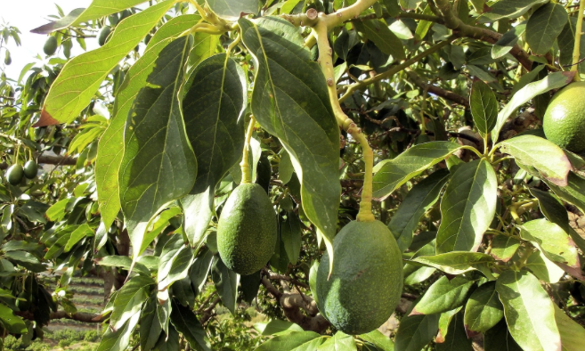 Avocado-Plantage