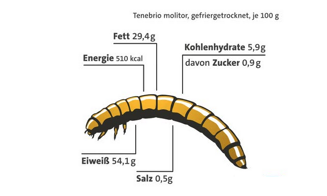 EU-erlaubt-Mehlwurmpulver-im-Essen