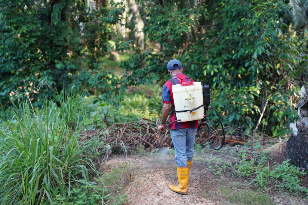 PalmOil_Plantations_©Muhammad Rizky Kurniawan