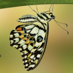 Schmetterling Mathisa