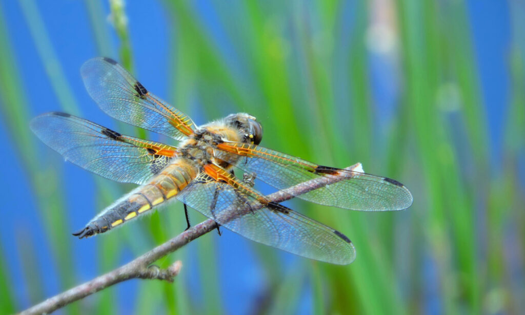 dragonfly-insect-moor-dragonflies-and-damseflies-invertebrate-macro-photography-1448881-pxhere.com